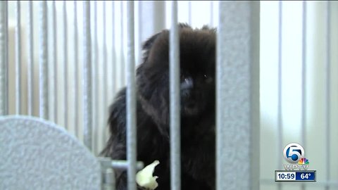 Stolen monkey recovered, in good health at Palm Beach Zoo