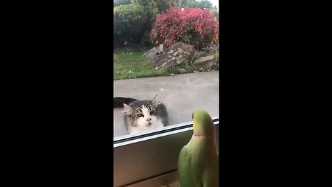 Peekaboo Birdie and Kitty