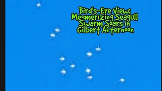 Bird's-Eye View: Mesmerizing Seagull Swarm Soars in Gilbert Afternoon