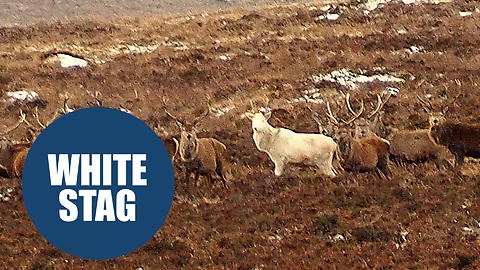 An incredibly rare white stag has been caught on camera roaming the Scottish Highlands