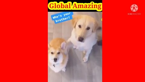 dog funny videos || dog tiktok || dog instagram ||dog training short@Global Amazing