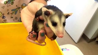 Baby opossums miraculously rescued from decomposing dead mother