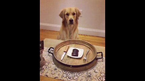 Golden Retriever enjoys special dinner meal