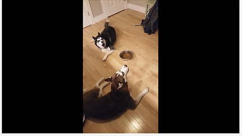 Huskies Have Extremely Loud Argument Over Bowl Of Food