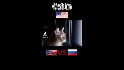 Cats - USA vs Russia