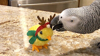 Parrot goes to battle with reindeer impostor