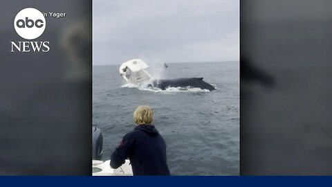 Whale capsizes boat in New Hampshire