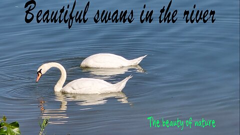 Very nice swans in the river / water birds in the water.