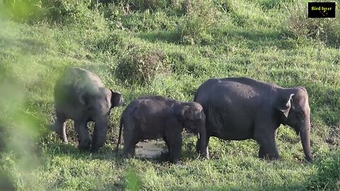 Elephants and wild life videos