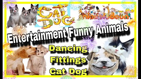 Entertainment Funny Cat Dog Video || Dancing Animals|| Crazy cat dog