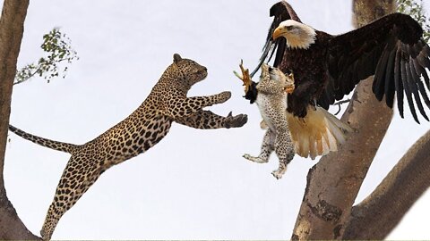 Big Mistake Eagle Provoked Baby Leopard, Mother Leopard Fail To Save Her Baby
