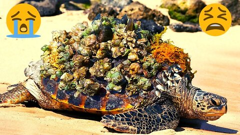 Kind Person Helping Remove Tough Barnacles | Remove Monster Barnacles From Turtle