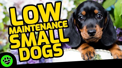 Top 7 Low Maintenance Small Dog Breeds