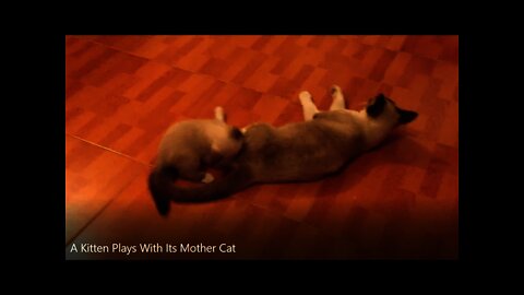 A Kitten Plays With Its Mother Cat #short