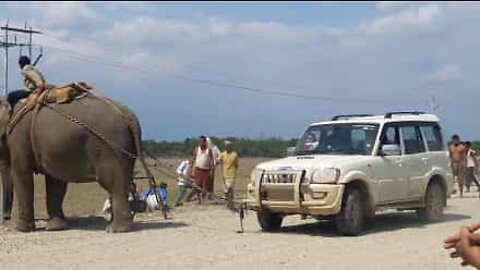 Elefant bogserar bil i Indien