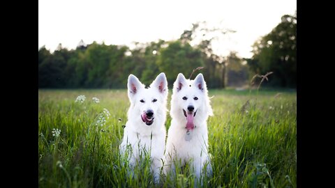 funny smart dogs I'm so sleepy watching TV