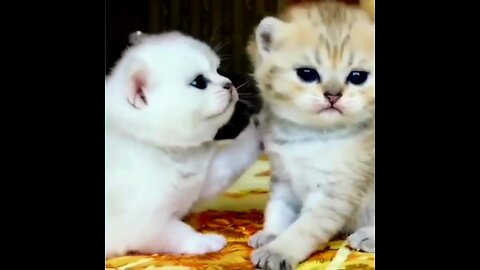 Cute kittens meowing compilation | Funny kittens