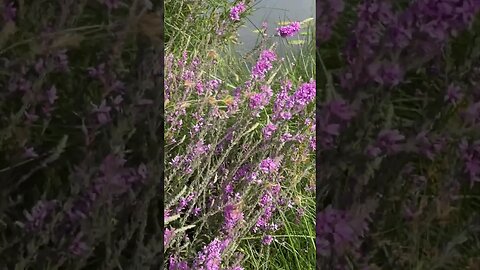 What do you Know about the Purple Loosestrife?