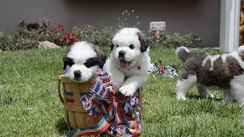 5 St. Bernard Puppies in a Basket