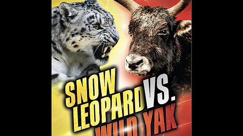 snow Leopard vs yak