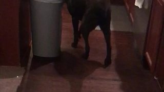 Funny Dog Exits Kitchen In Unusual Manner