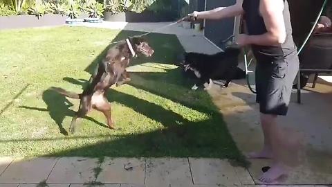 Dog goes crazy for water hose playtime