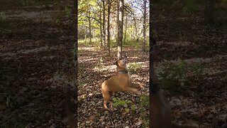 skipping doggo in the woods #doggo #outdoors #dog #outdoordog