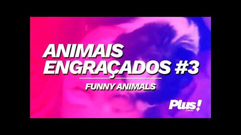 ANIMAIS ENGRAÇADOS, DESASTRADOS E DIVERTIDOS! Inscreva-se em nosso canal! Curta os vídeos!