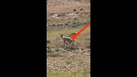 Hunting Coyotes #shorts #dogs #animals #hunter #106