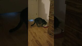 Breakfast time #playtime #cats #funnyvideo #funnycats #happy #shortsvideo