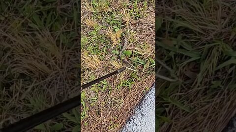 Feisty Pygmy Rattlesnake