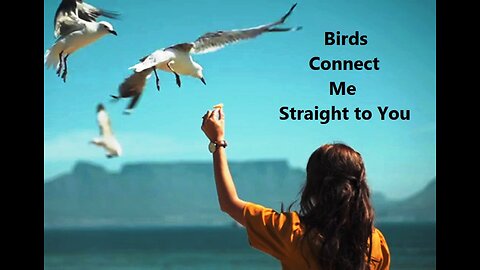 Birds Connect Me Straight to You