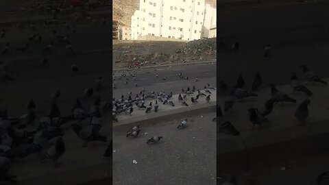 Pyaray Makkah ky Pyaray Kaboter, MashAllah: Dana khatay hoay | Pigeons of Makkah | Nice Evening