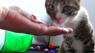 Kitten Likes Being Handfed