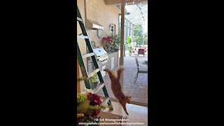 Funny Jack The Cat Leaps Off A Ladder With A Perfect 10 Dive To The Floor