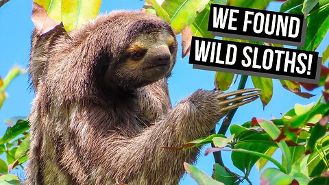 Finding WILD SLOTHS in CARTAGENA: What to do in GETSEMANI - Cartagena's best neighbourhood?