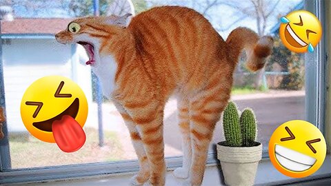 1 FULL HOUR of Funny Cat Videos 😹 Funniest Cat Videos 😊 Funny Videos