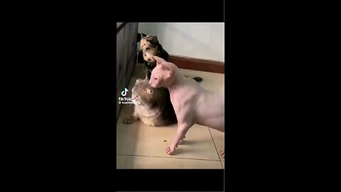 funny animals