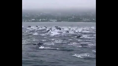Lots of dolphins
