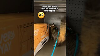 Crazy cat jumps through the shelf’s at the store! 🙀 #shorts#crazy#adley#bestcats