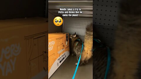 Crazy cat jumps through the shelf’s at the store! 🙀 #shorts#crazy#adley#bestcats