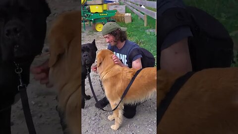 Giant Cane Corso Meets Golden Happy Retriever #shorts #dog #cutedog