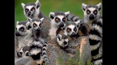 Funny Group of Ring-Tailed Lemurs