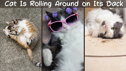 Why Your Cat Is Rolling Around on Its Back | Cat Rolling Behavior Explained | Animal Vised