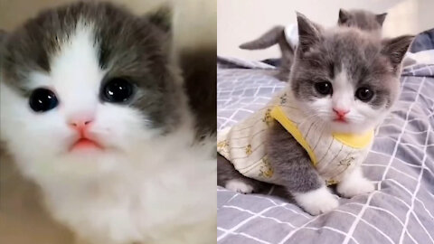 Whose baby cat,it’s so cute🥰🥰