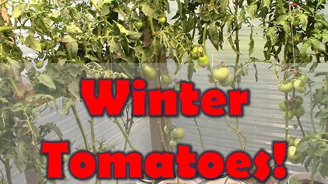 Growing Tomatoes Through the Winter