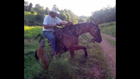 Allie the Wonder Horse Has 4x4, Leave Your Jeep at Home