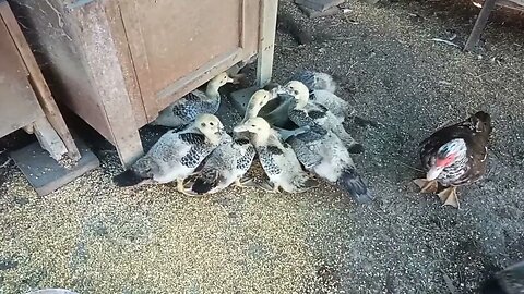 Bronze Muscovy Ducklings