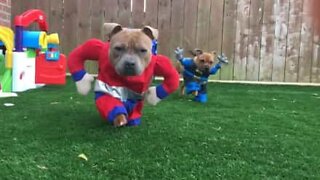 The world is a safer place with super dogs!