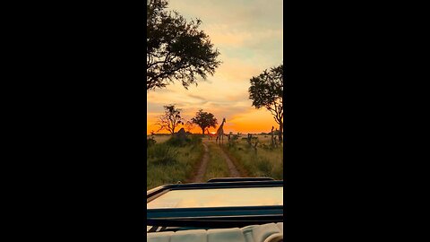 Sunset in the savannahs of Botswana.